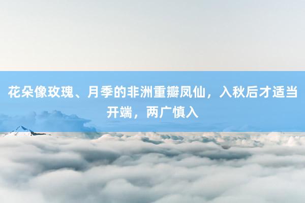 花朵像玫瑰、月季的非洲重瓣凤仙，入秋后才适当开端，两广慎入